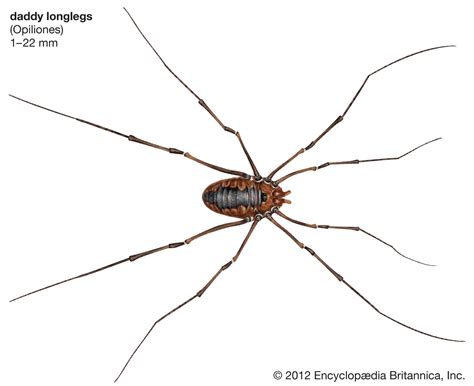 daddy long legs anatomy